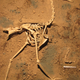 Illustration for article titled Newly Discovered Terror Bird Sheds Light On A Fearsome Clan